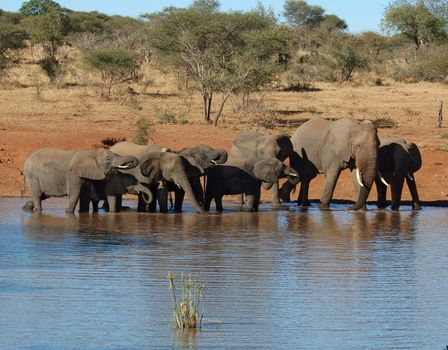 An African Elephant