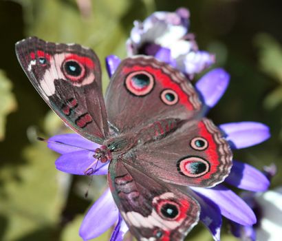 A beautiful buckeye butterfly resting on a flower. (Junonia Coenia). The buckeye is a medium-sized butterfly with two large multicolored eyespots on hindwings and one large eyespot on forewings.