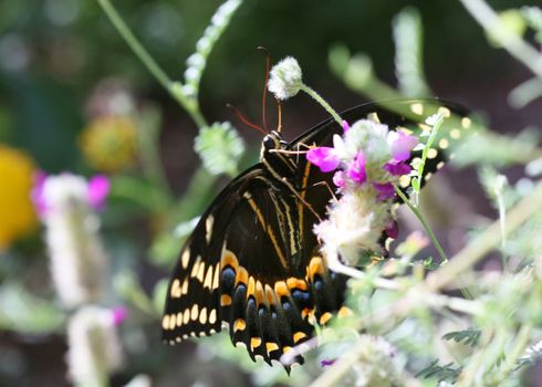 A beautiful buckeye butterfly resting on a flower. (Junonia Coenia). The buckeye is a medium-sized butterfly with two large multicolored eyespots on hindwings and one large eyespot on forewings.