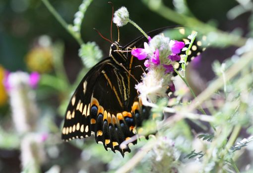 A beautiful buckeye butterfly resting on a flower. (Junonia Coenia). The buckeye is a medium-sized butterfly with two large multicolored eyespots on hindwings and one large eyespot on forewings.