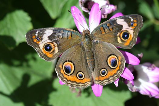 A beautiful buckeye butterfly resting on a flower. (Junonia Coenia). The buckeye is a medium-sized butterfly with two large multicolored eyespots on hindwings and one large eyespot on forewings.