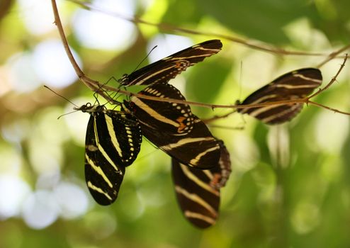 Zebra Longwing butterfly roosting under a tree branch in the desert. ( Heliconius Charitonius)