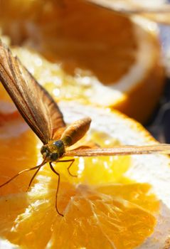 A Julia Longwing Butterfly sucking nectar of an orange slice