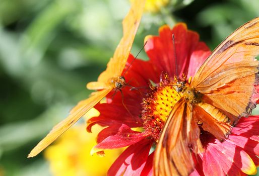 Julia Longwing Butterflies on red flowers