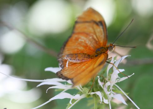 A Julia Longwing Butterfly on a flower