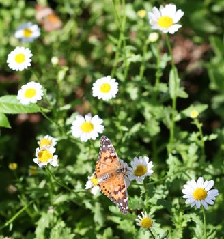 Painted Lady Butterfly among the flowers. (Vanessa cardui)