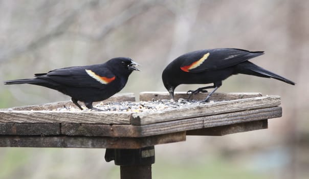 Two red-winged blackbirds (Agelaius phoeniceus) eating at a bird feeder.