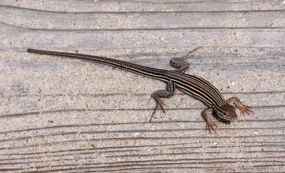 A Six-lined racerunner (Cnemidophorus sexlineatus), shot in the Outer Banks, North Carolina.
