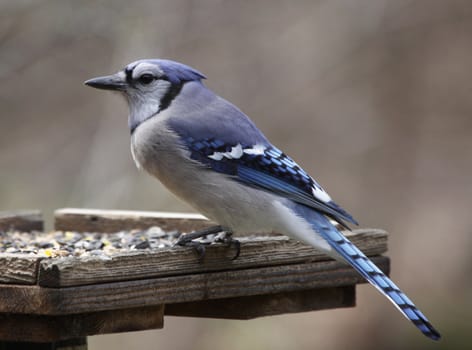 A Blue Jay (Cyanocitta Cristata) sitting at a bird feeder.