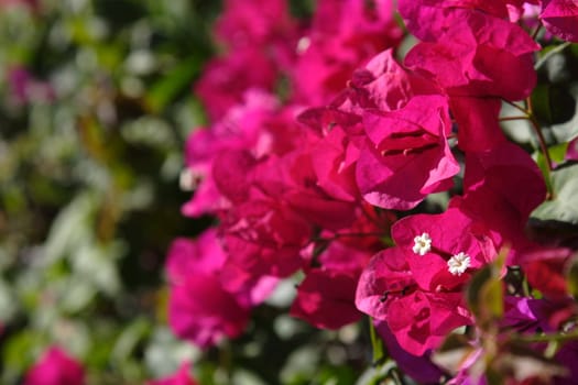 A bunch of pink bougainvillea flowers.