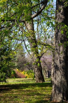 Trees in spring at the Botanical Gardens in Oslo, Norway