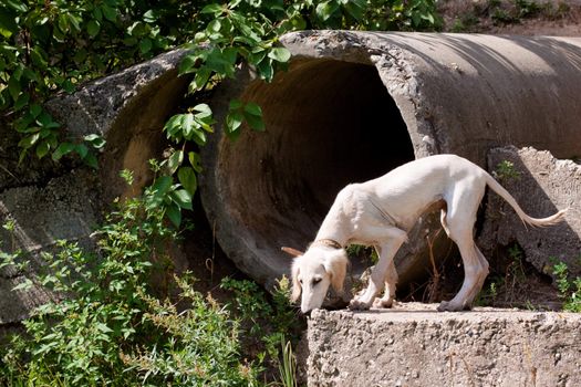 A standing white saluki pup and big concrete pipe
