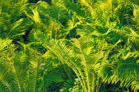 Fresh green fern leafs in the forest