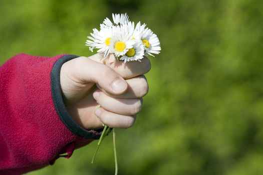 daisies - a gift for the mother