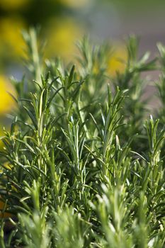 rosemary (rosmarinus officinalis)