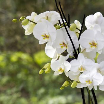 White orchid flowers - phalaenopsis