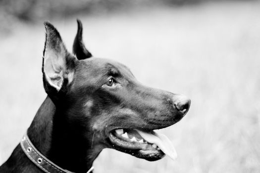 A black-and-white portrait of doberman in a summer park
