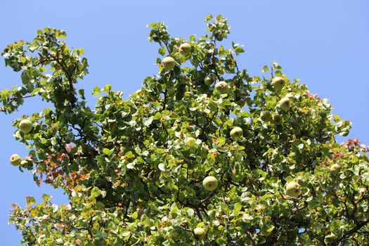 Lots of apples on the branches of an apple tree by beautiful weather