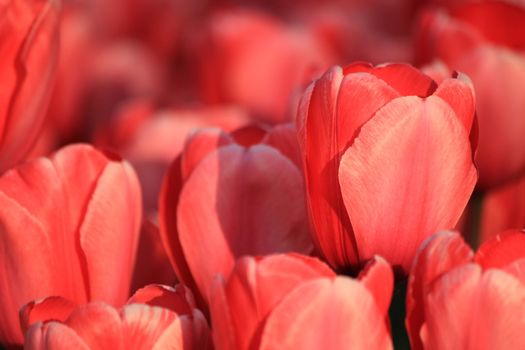 Close up of red tulips petals in a bunch