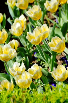 blooming spring yellow tulips rows outdoor on flowerbed in park