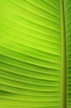 A green banana leaf background with lines