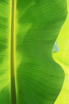 A green banana leaf background with lines