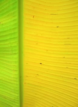 A banana leaf background with lines