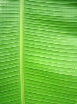 A green banana leaf background with lines