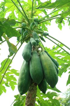 Close of papaya tree with fruits