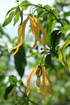 Flowers Ylang-Ylang, for the manufacture of essential oil for perfumes