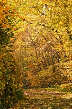 autumnal painted forest with way