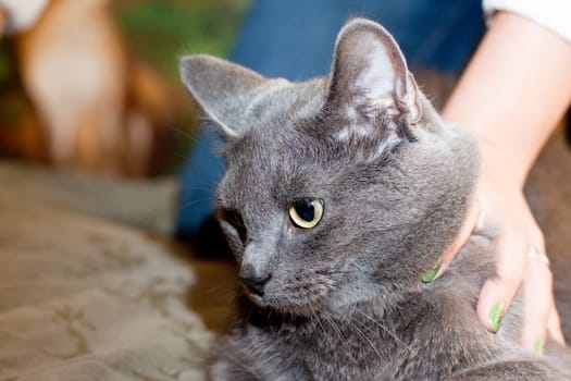 A gray cat and a women hand
