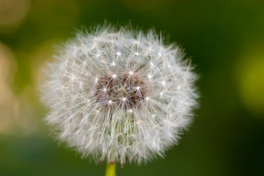 Macro view of fluffy dandelion over green grass background