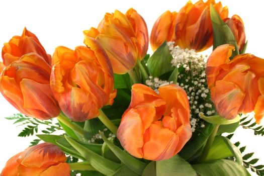 colorful tulips bouquet before a white background