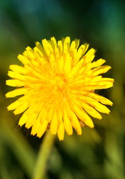 Macro view of yellow dandelion over green grass background