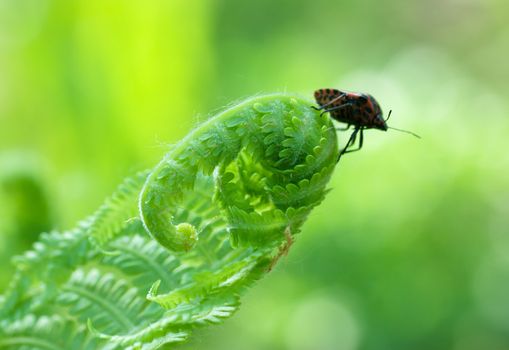 Macro view of twisted fern with little bug on it