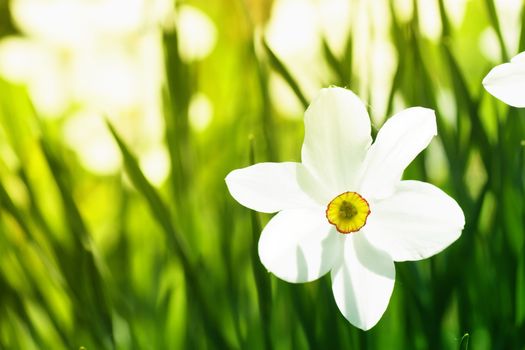 White narcissi and green grass in a field