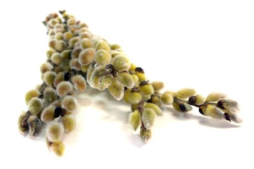 pussy willow, Signs of spring with delicate buds on white background