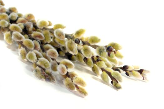 pussy willow, Signs of spring with delicate buds on white background
