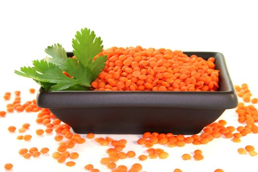 dried red lentils with coriander on a white background