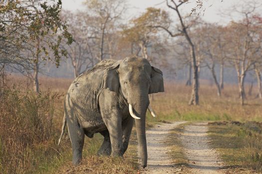 Male Asian Elephant emerging from the forest to cross a track in Kaziranga National Park, Asam, India