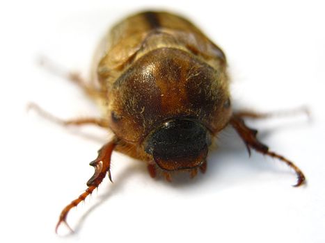 Close-up of a June beetle on white background