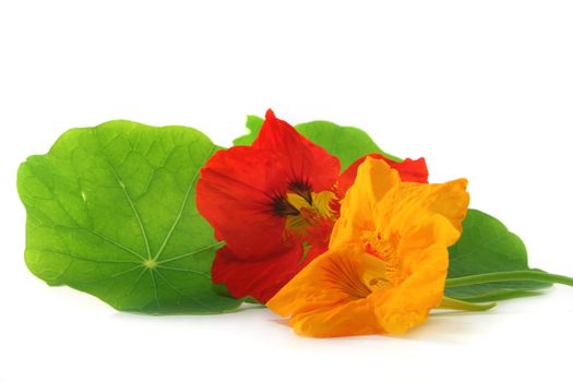 yellow and orange nasturtium blossom on a white background