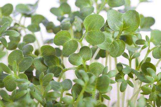 Fresh and healthy mustard and cress sprouts.