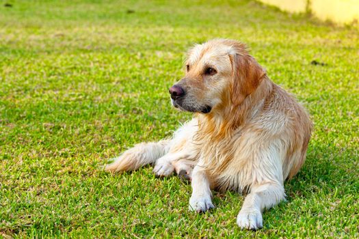 Nice specimen of dog of the race Golden Retriever