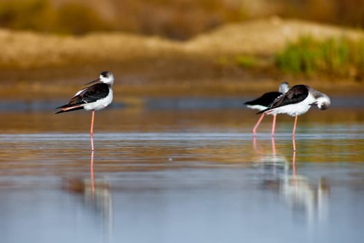 Three black-winged Stilt taking a break on the water