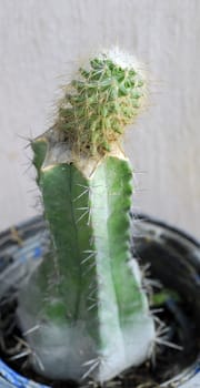 isolated closeup of a green grafted Cactus plant