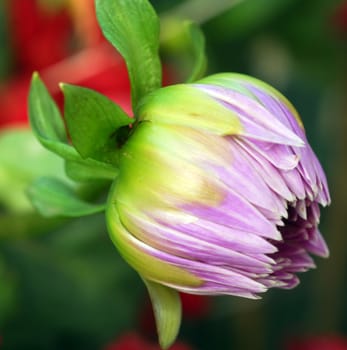 isolated closeup of a Purple Dahlia Flower bud