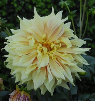 Yellow Dahlia Flower blooming in a garden