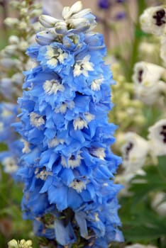 isolated closeup of tall Blue stalk Flower